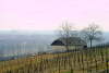 Tr�jsk� vinice.