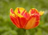 Ohniv� tulip�n.