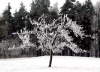 Strom od�n� do n�mrazy.