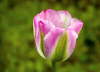 Tulip�n zahradn�.