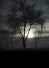 Strom p�i soumraku.
